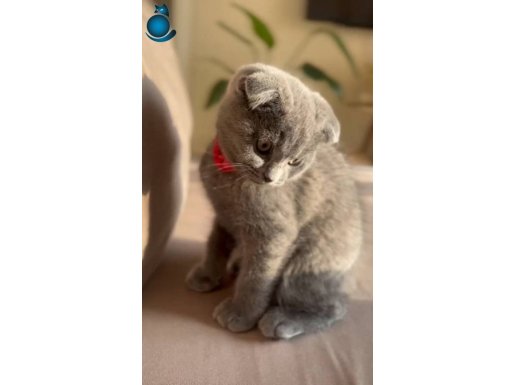 Çok oyuncu 3 aylık