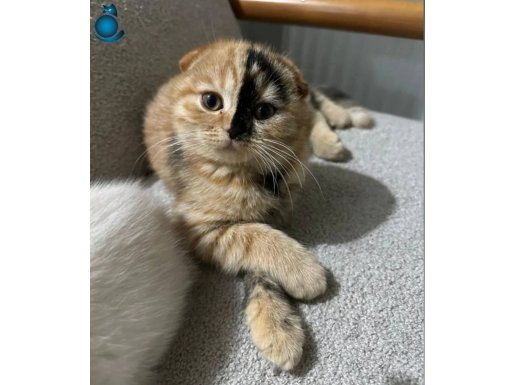 4 aylik cins kedi 