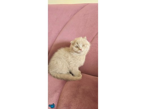 Resimdekinden daha tatlılar