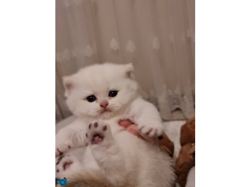 SAFKAN BRİTİSHLER 1 AYLIK