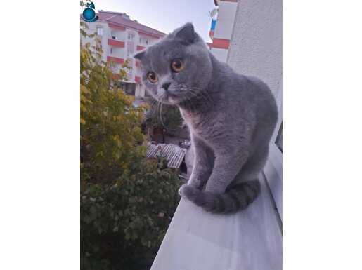 Akıllı ev kedisi
