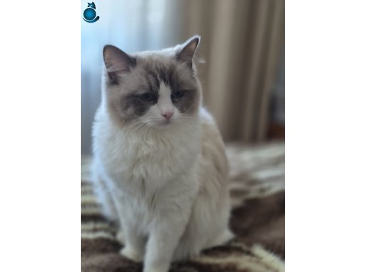 SAF KAN RAGDOL DİŞİ KISIR KEDİMİZ. DÜNYA GÜZELİ 