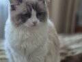 SAF KAN RAGDOL DİŞİ KISIR KEDİMİZ. DÜNYA GÜZELİ 