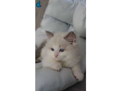 Güzeller Güzeli 2 Aylık Erkek Ragdoll