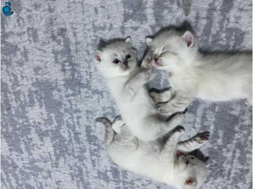 1 Aylık British Shorthair Yavrular
