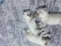 1 Aylık British Shorthair Yavrular