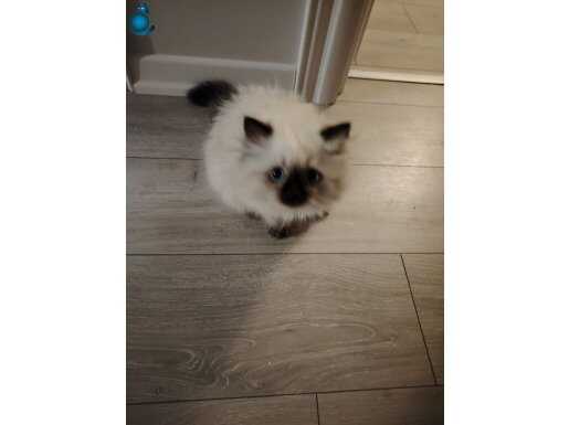 Kedi 