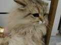 Kedi