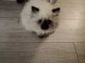 Kedi 