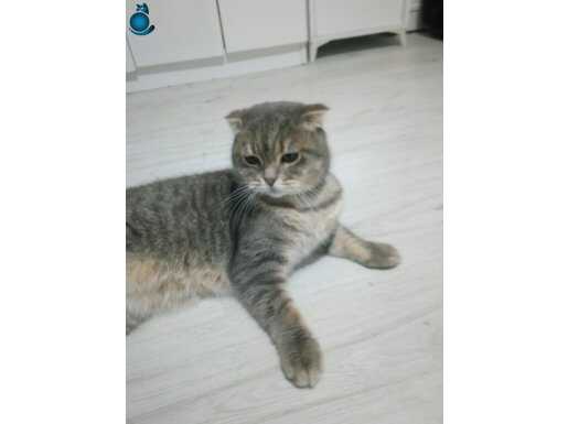 Scottish Fold