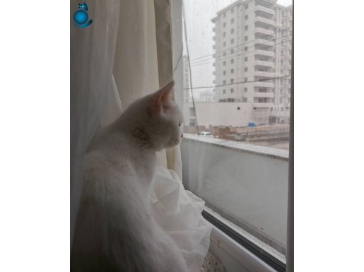 British Shorthair Beyaz renk kedişimiz