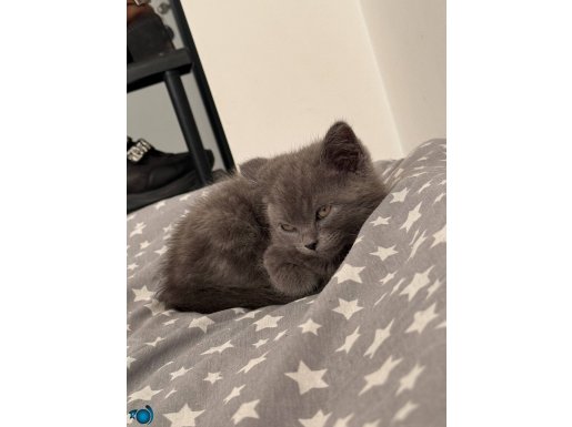 2 aylık yavruya kalıcı yuva arıyorum tüm malzemeler verilece