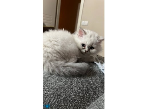 2,5 Aylık British Longhair Yavrular Mama Tuvalet Eğitimi Var