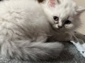 2,5 Aylık British Longhair Yavrular Mama Tuvalet Eğitimi Var
