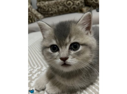 Scottish Kedi