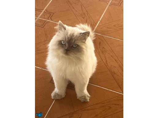 British longhair 1 buçuk yaşında 