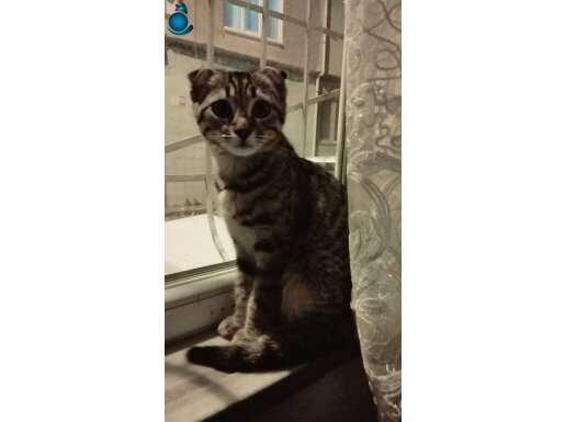 İsim mia scottish fold cinsiyet kız