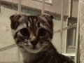 İsim mia scottish fold cinsiyet kız