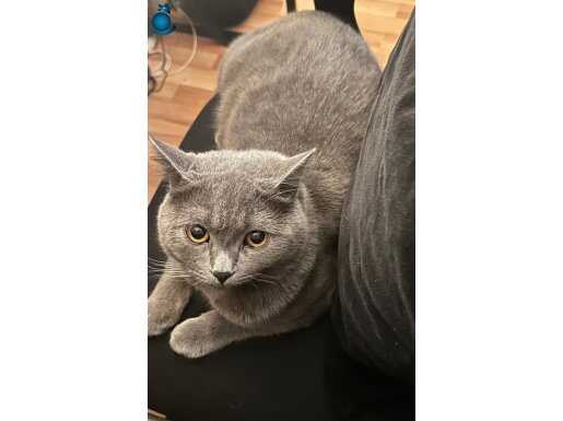 11 aylik British shorthair