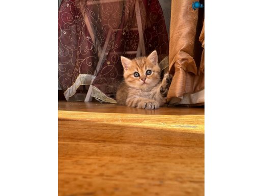 Evine Neşe Katacak Bir Kedi Arıyorsan, Tam Burada!