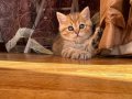 Evine Neşe Katacak Bir Kedi Arıyorsan, Tam Burada!