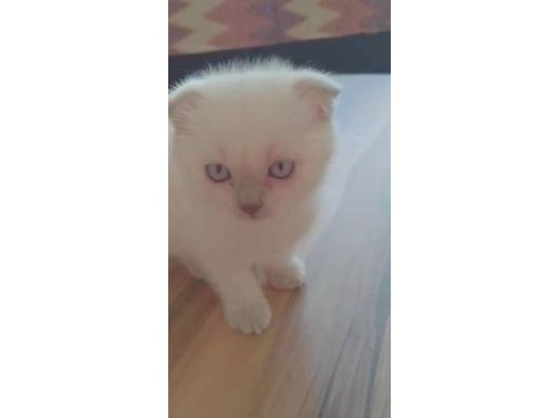 Yavrularımıza yeni aile arıyoruz