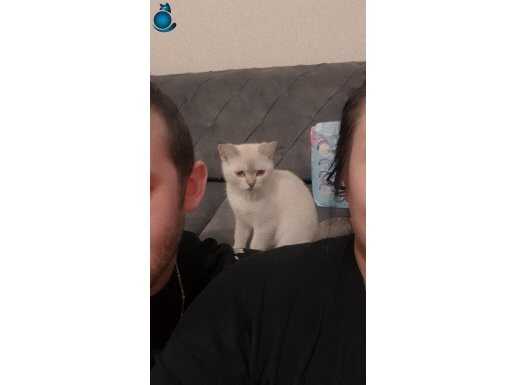 Kedi 4 aylik