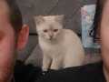 Kedi 4 aylik