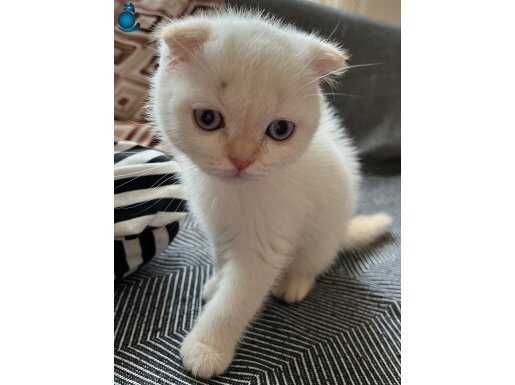 Yavru kedi 