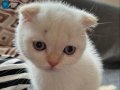Yavru kedi 