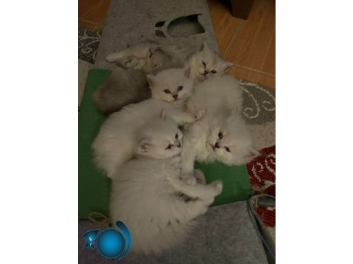 5 adet yavrularımız yeni yuvasını arıyor