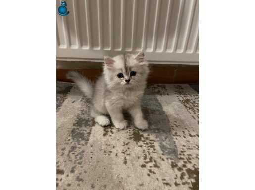 5 adet yavru british longhair