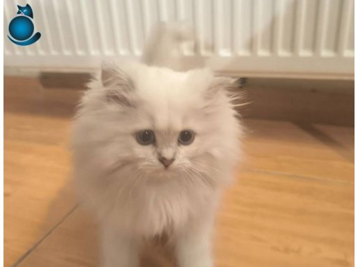 3 adet yavru british longhair