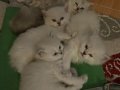 5 adet yavrularımız yeni yuvasını arıyor