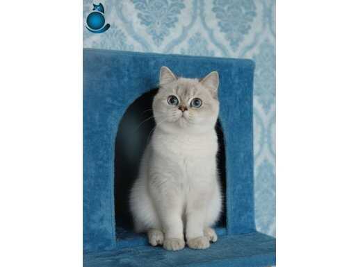 Sadece elit ailelere özel 