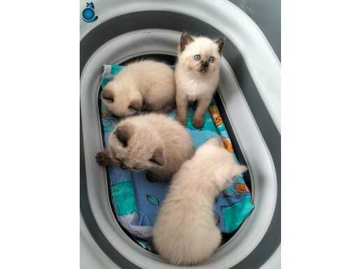 BLUE POINT,İKİ AYDAN KÜÇÜK ,OYUNCU,SEVİMLİ YAVRULARIMIZ ....