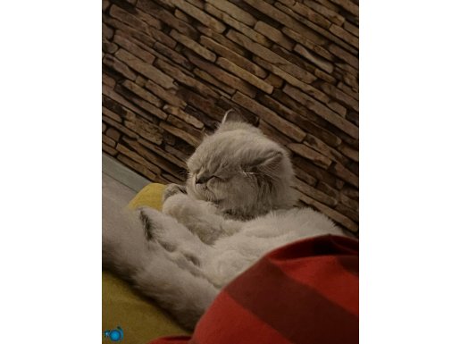 British longhair yavrumuz