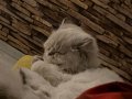 British longhair yavrumuz