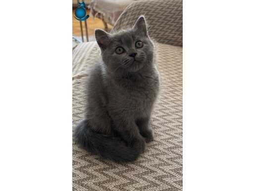 Yavru safkan british shorthair 