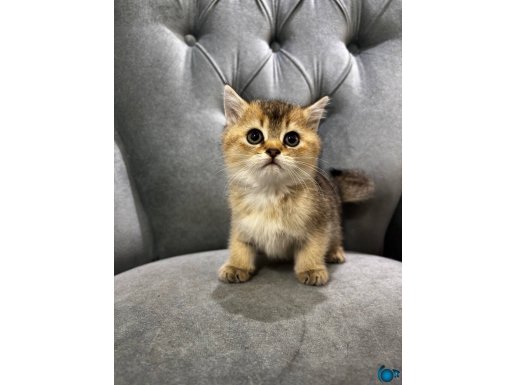 İç ve dış paraziti uygulanmış yavrular 