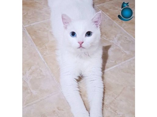 Şanlı 