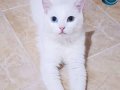 Şanlı 