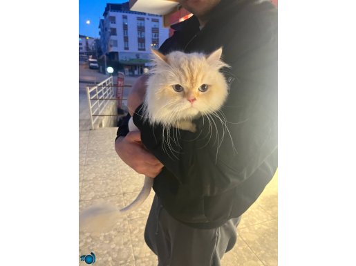 SİTENİN EN YAKIŞIKLI KEDİSİ 