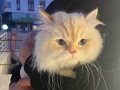 SİTENİN EN YAKIŞIKLI KEDİSİ 