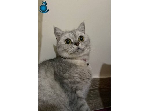 BRİTİSH KEDİ