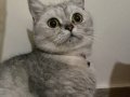 BRİTİSH KEDİ
