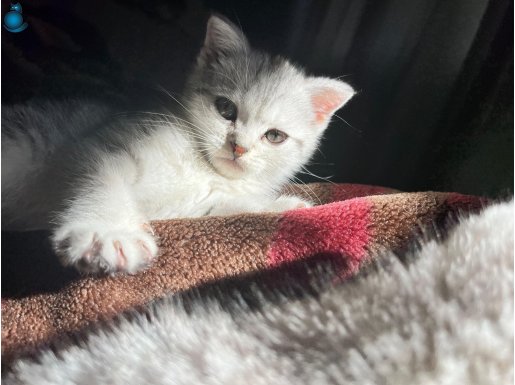 SAF BRİTİSH 2 AYLIK YAVRU KEDİ LH