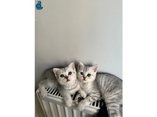SAF BRİTİSH 2.5 AYLIK YAVRU KEDİ