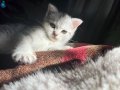 SAF BRİTİSH 2 AYLIK YAVRU KEDİ LH