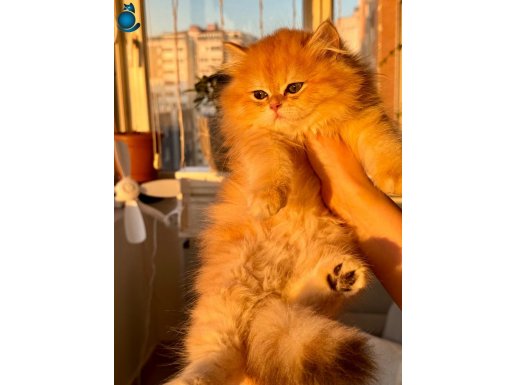  GOLDEN BRITISH LONGHAIR 